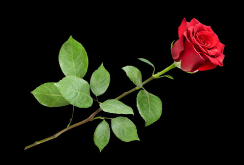 Panteazy's 2 Pcs Lingerie Set Dress Free size Lingeries Holiday Honeymoon Dresses Valentine Gift for Women