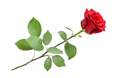 Panteazy's 2 Pcs Lingerie Set Dress Free size Lingeries Holiday Honeymoon Dresses Valentine Gift for Women